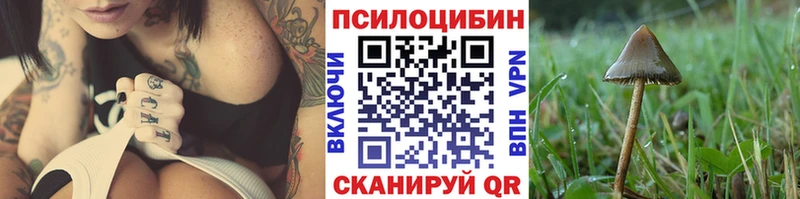 mega как зайти  Кологрив  Галлюциногенные грибы Psilocybe 